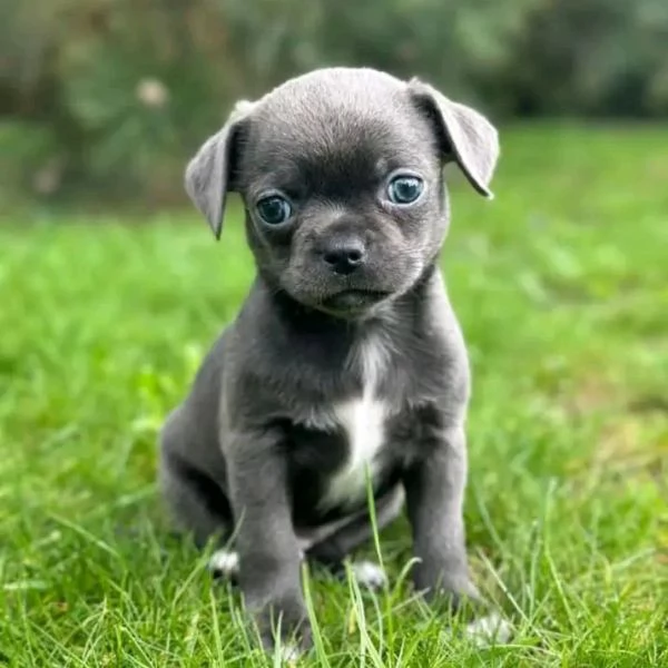 Chihuahua  | Foto 3