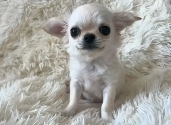 Chihuahua  | Foto 2