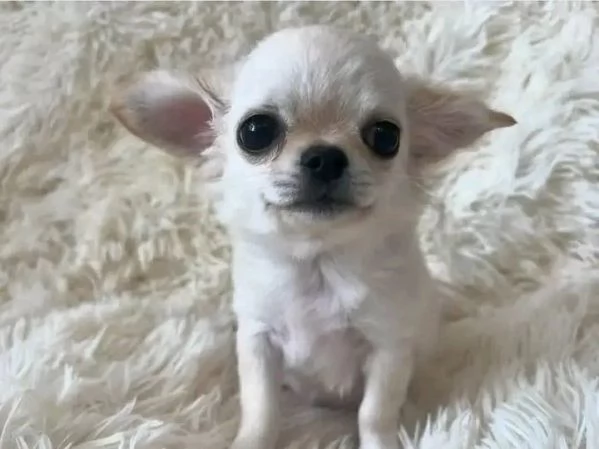 Chihuahua  | Foto 1