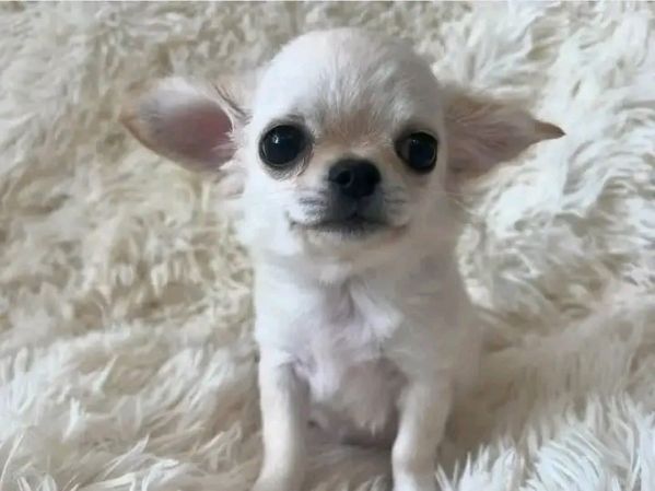 Chihuahua  | Foto 0