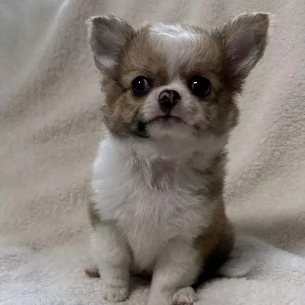Chihuahua 