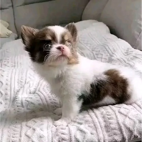 Chihuahua  | Foto 0