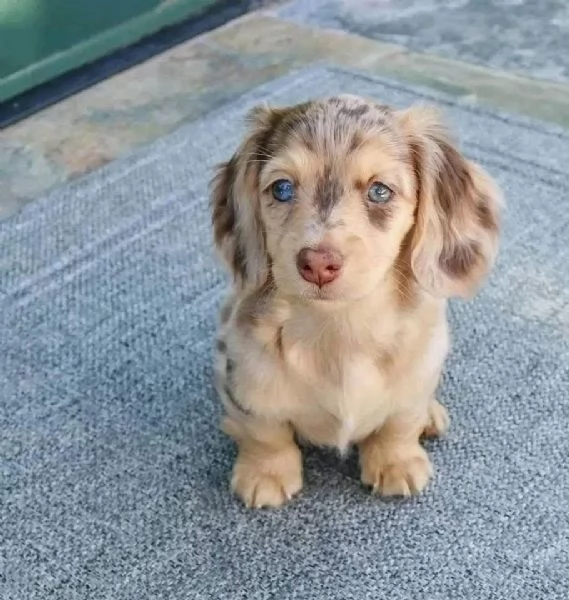 2Regalo di cuccioli di bassotto maschio e femmina