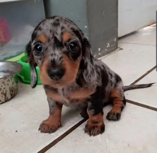 Regalo Garanzia di salute di un anno di cuccioli di Bassotto maschio e femmina
