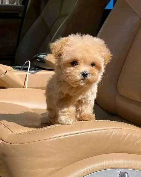 Regalo cucciolo Regalo di cuccioli di barboncino maschio e femmina