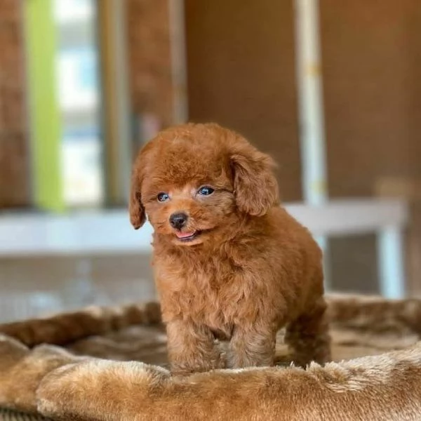 Regalo cucciolo Cucciolo red barboncino nana