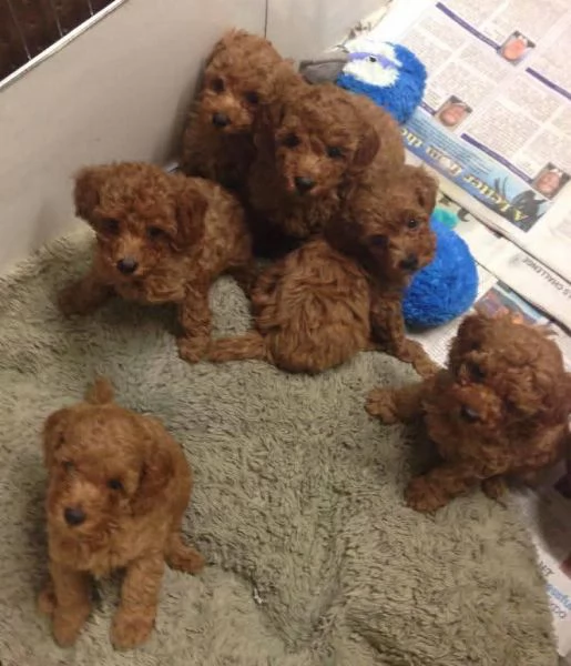 Regalo pedigree cucciolo Regalo barboncino toy mini red