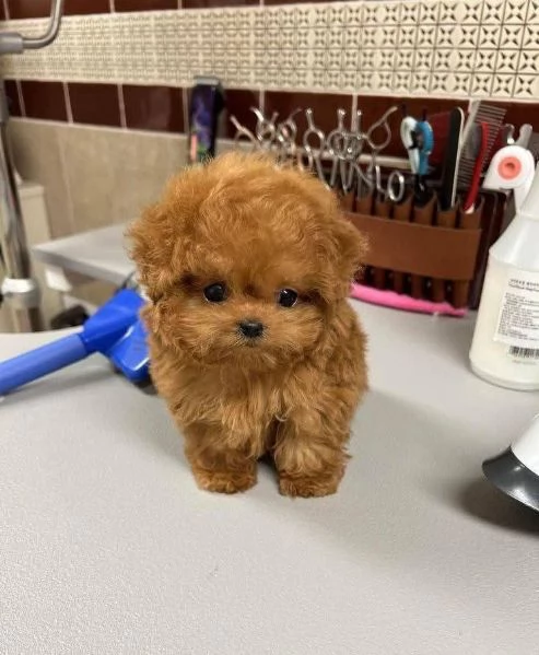 Regalo cucciolo Barboncini toy maschietti