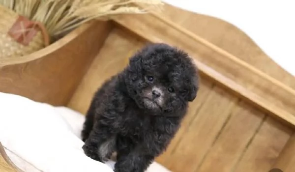  Regalo vaccinato  cucciolo REGALO CUCCIOLO BARBONCINO TOY