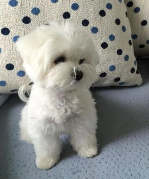 Regalo  cucciolo Maltese