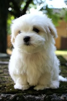 Regalo cucciolo Maltese toy Bianca mini toy
