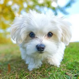 Regalo cucciolo Cucciolina Maltese femmina