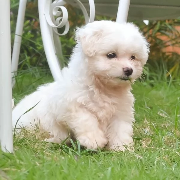 Regalo piccolissima cuccioli di Maltese per ladozione