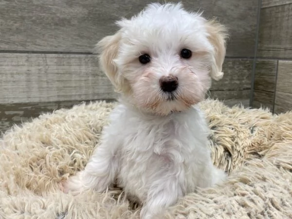 Regalo piccolissima cuccioli di Maltese 