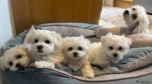 Regalo piccolissima cuccioli di Maltese toy