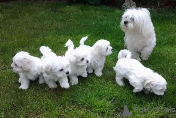 Regalo cucciolo cuccioli sono Maltesi 