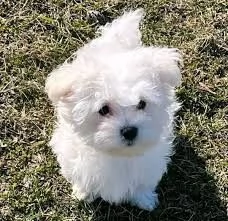 Regalo piccolissima cuccioli di Maltese per ladozione