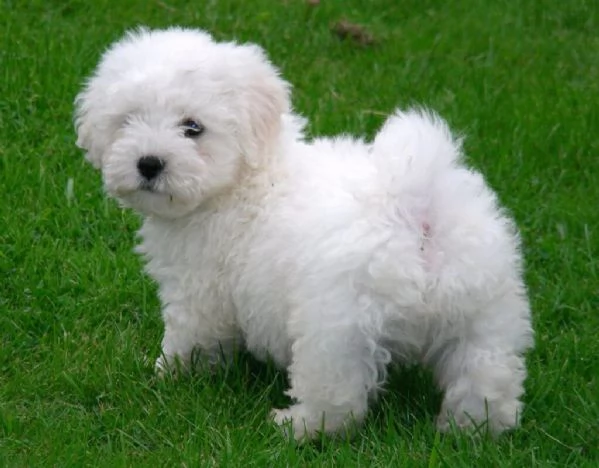 Regalo cucciolo Cucciolina Maltese femmina