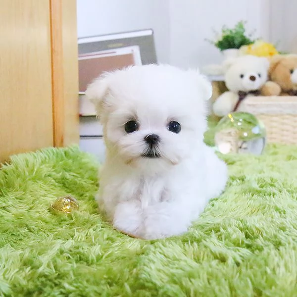 Regalo Regalo di cuccioli di Maltese maschio e femmina