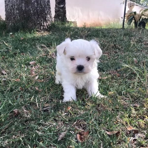 Regalo Cane maltese  canemaltesedi quasi due anni bellissimo giocherellone  dormiglione e cocco