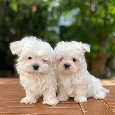Regalo piccolissima cuccioli di Maltese per ladozione