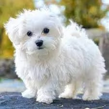 Regalo piccolissima cuccioli di Maltese per ladozione