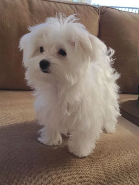 Regalo Regalo di cuccioli di Maltese maschio e femmina