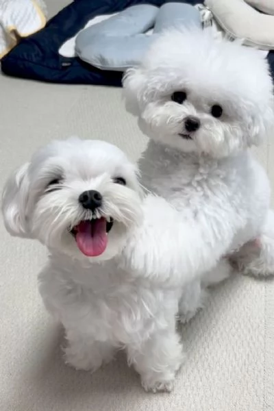 Regalo  cuccioli di Maltese