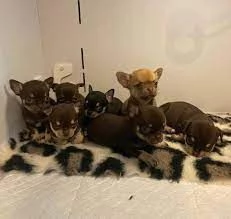 Regalo toy bellissimi cuccioli di chihuahua