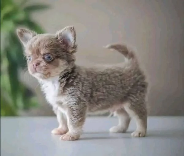 Regalo cuccioli di chihuahua toy maschi e femmine 