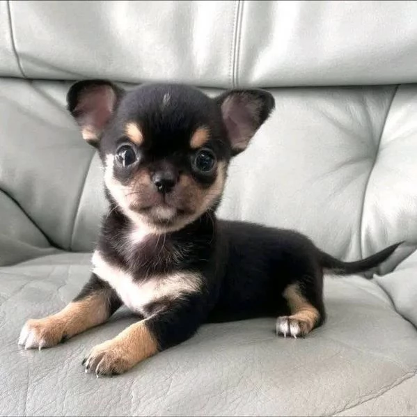 Regalo Cuccioli di chihuahua di piccola taglia 