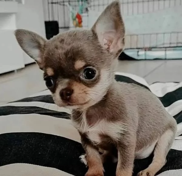 Regalo cucciolo Cuccioli chihuahua maschio e femmina