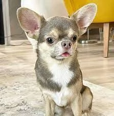 Regalo cucciolo REGALO CHIHUAHUA TOY MERAVIGLIOSI