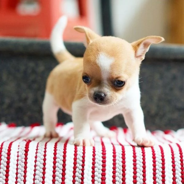 Regalo cuccioli di chihuahua mano  maschi e femmine 