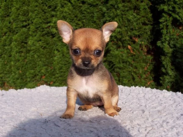  REGALO CHIHUAHUA TOY 