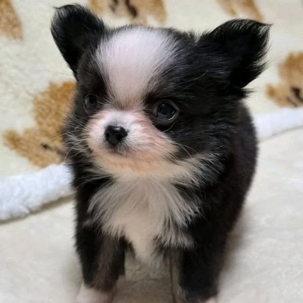 Regalo  cucciolo toy di chihuahua