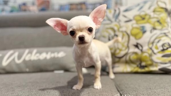 Toy  cuccioli di chihuahu da regalare