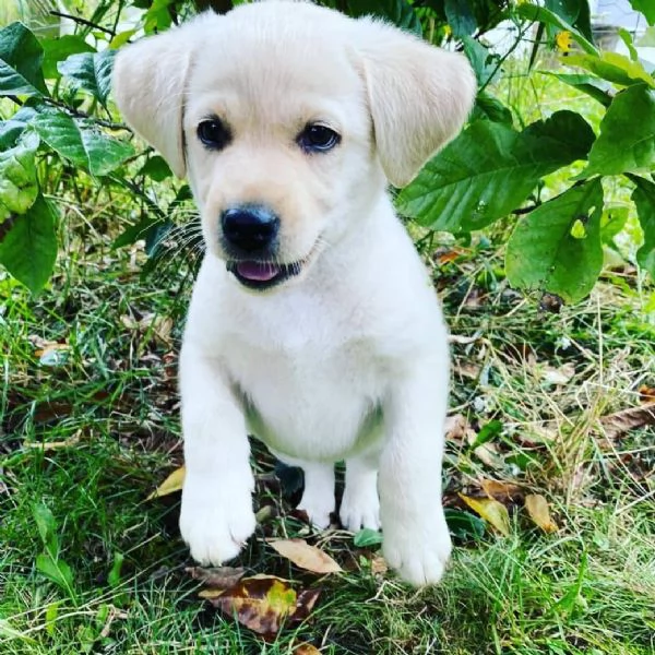 Regalo Cuccioli di Labrador Retriever disponibili