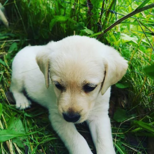 Regalo Labrador Retriever registrato AKC disponibile  