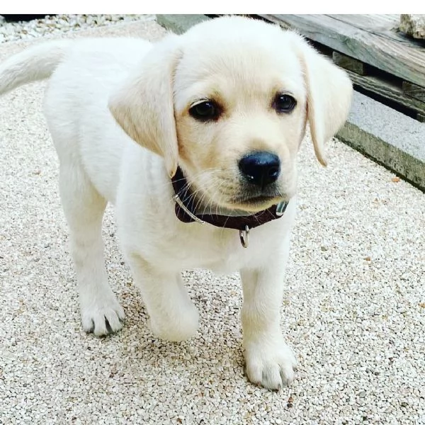 Regalo cucciolate di Labrador di 10 settimane