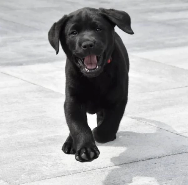  Regalo cuccioli di Labrador Retriever