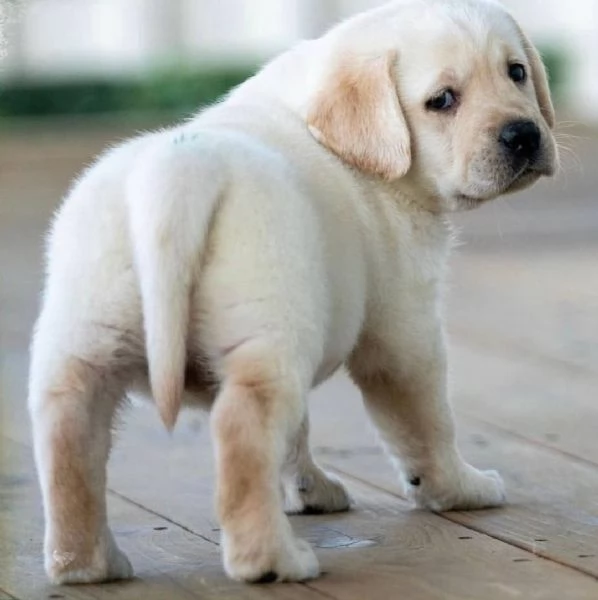 Regalo Leale cuccioli di Labrador Retriever 