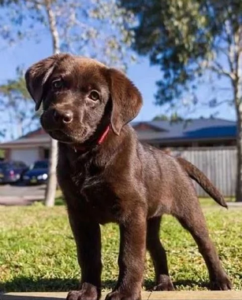 Regalo cuccioli di Labrador Retriever per ladozione 