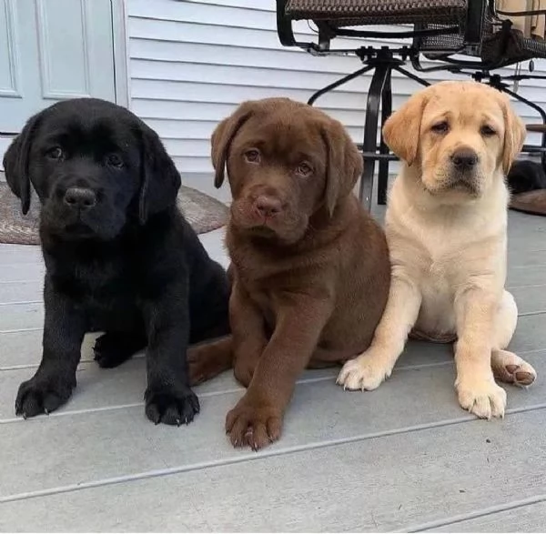 Regalo adorabili cuccioli di Labrador Retriever