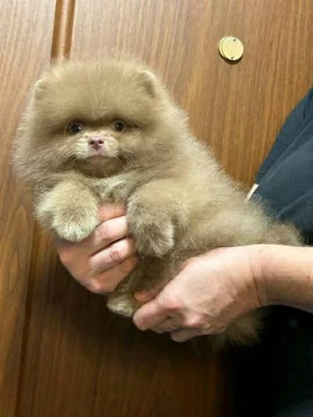Regalo volpini di pomerania