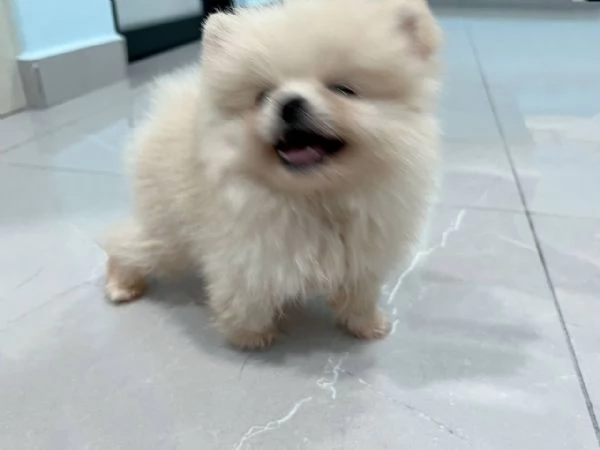 Regalo cuccioli di volpino di Pomerania spitz con PEDIGREE