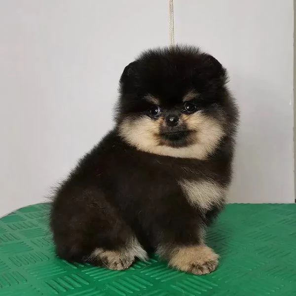 Regalo Pomerania cuccioli per ladozione