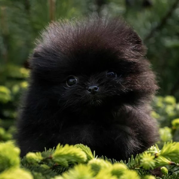 Cuccioli di pomerania Regalo Teacup 