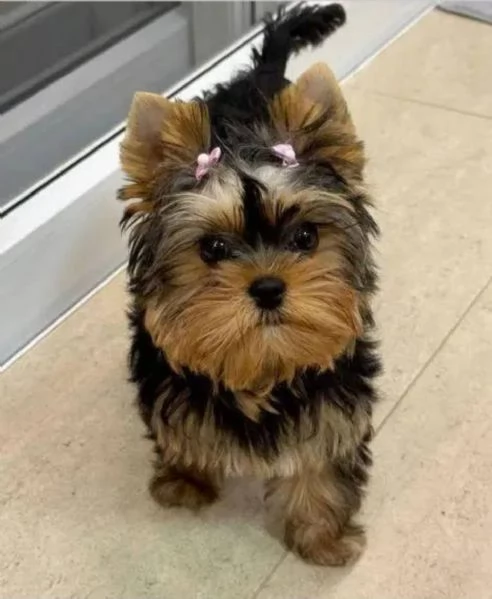 2 Regalo  cucciolo yorkshire a cassino