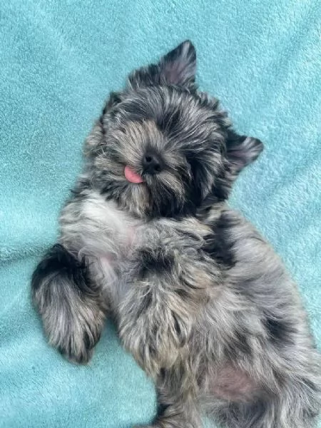 Regalo di cuccioli di yorkshire maschio e femmina
